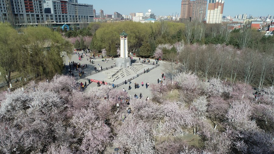 醉美春光里 桃花笑春風(fēng)