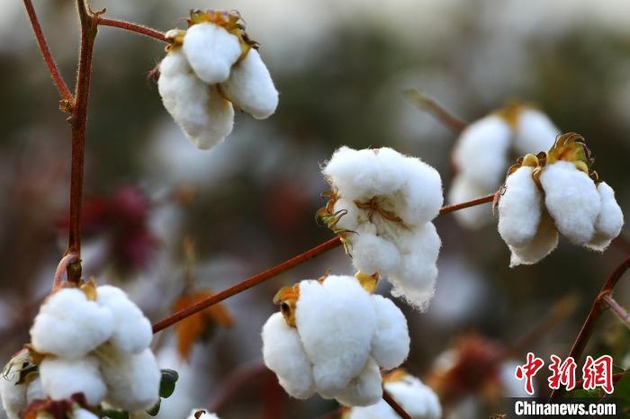 朵朵棉花吐絮盛開?！⑵G敏 攝