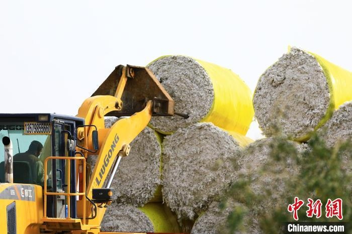 叉車將采棉機吐出的“金蛋蛋”裝車?！「唠p強 攝