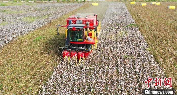采棉機正在采收棉花，猶如在五線譜上跳動的音符，正在演奏豐收的樂章?！∷谓?攝