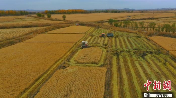 圖為科右中旗杜爾基鎮(zhèn)雙金嘎查的萬畝水稻田進(jìn)入集中收割期?！≮w殿威 攝
