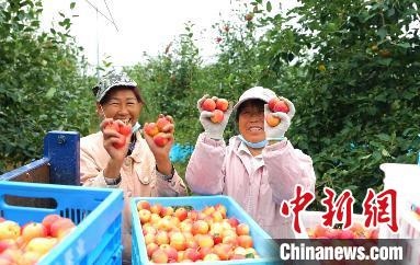 圖為興安盟沙果迎豐收?！】朴仪捌煳麄鞑抗﹫D