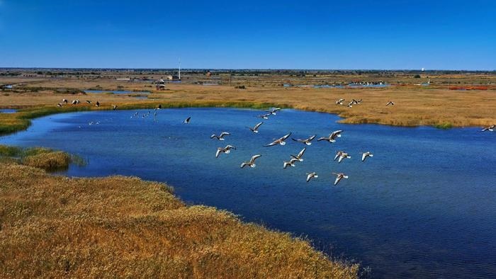 △黃河三角洲擁有天然蘆葦270平方公里，是東北亞內(nèi)陸和環(huán)西太平洋鳥類遷徙重要的“中轉(zhuǎn)站”、越冬地和繁殖地。(總臺央視記者李煒、程鋮拍攝)