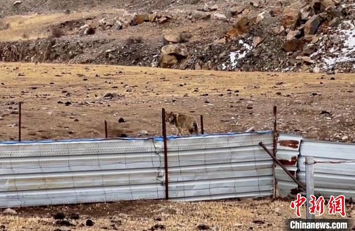 圖為闖入村民家中的野狼。　興?？h公安局溫泉派出所供圖