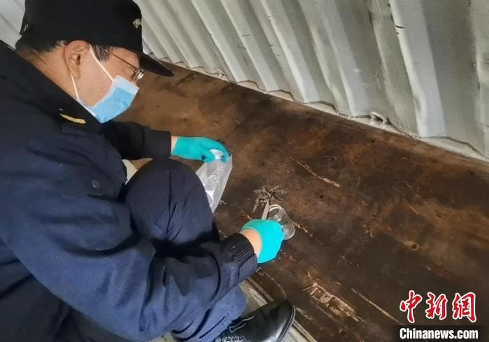 張家港海關(guān)工作人員截獲捕鳥蛛。　王健超 攝