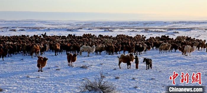 進(jìn)入冬季，駱駝在戈壁灘上散養(yǎng)。　郭靜琨 攝