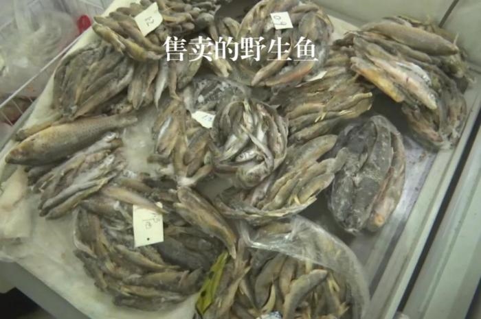 2021年12月6日，督察組現(xiàn)場隨機抽查發(fā)現(xiàn)，保護區(qū)附近餐館仍然存在非法經(jīng)營野生河魚的問題