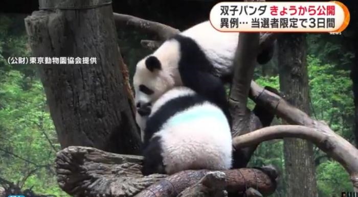 12日，日本東京上野動(dòng)物園的旅日雙胞胎熊貓開始同游客見面。(圖片來源：日本富士電視臺(tái)視頻截圖)