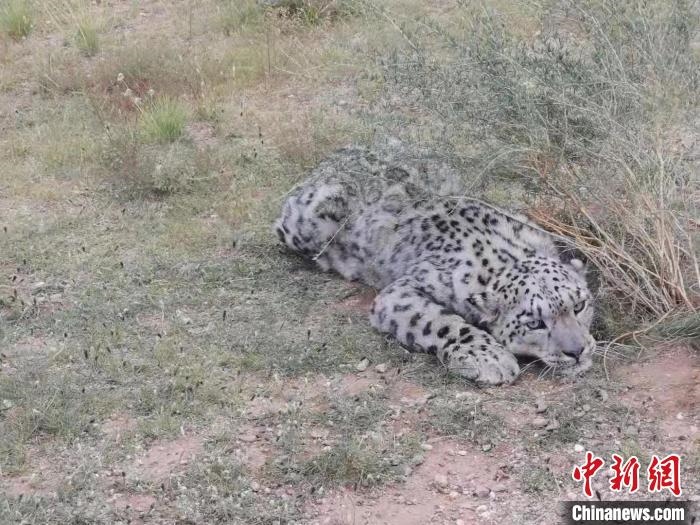 圖為在四子王旗發(fā)現(xiàn)的雪豹(資料圖)?！∷淖油跗炀焦﹫D