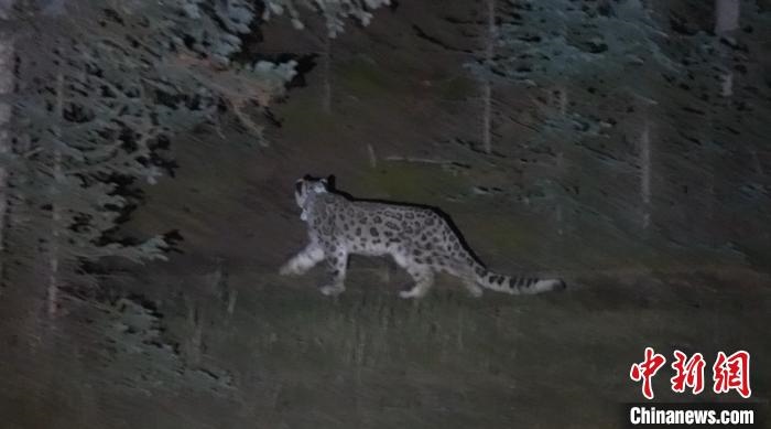 圖為被放歸自然的雪豹(資料圖)?！?nèi)蒙古林草局供圖。