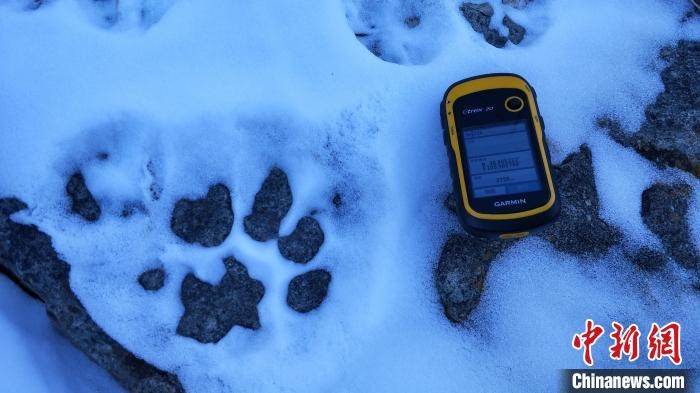 圖為疑似放歸雪豹的足跡(資料圖)?！?nèi)蒙古賀蘭山國(guó)家級(jí)自然保護(hù)區(qū)供圖