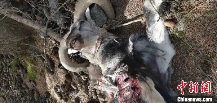 圖為疑似雪豹捕食巖羊的殘骸(資料圖)?！?nèi)蒙古賀蘭山國(guó)家級(jí)自然保護(hù)區(qū)供圖