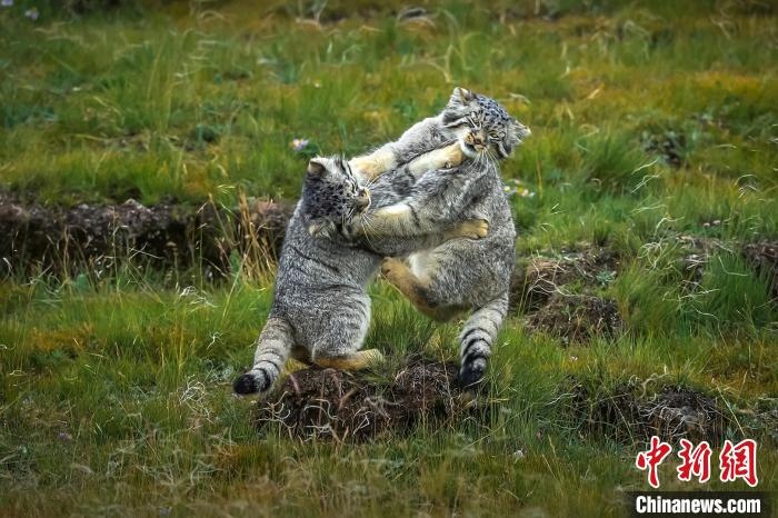 圖為作品《難分伯仲》?！〗股?攝