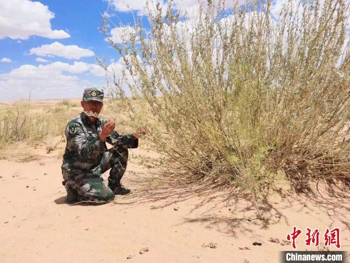 圖為謝寶民查看梭梭長(zhǎng)勢(shì)?！∈茉L(fǎng)者供圖