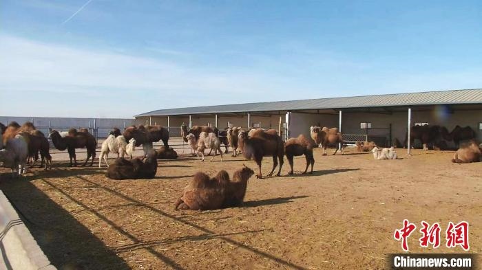 圖為額濟(jì)納旗駝奶產(chǎn)業(yè)基地。　王長(zhǎng)梅 攝