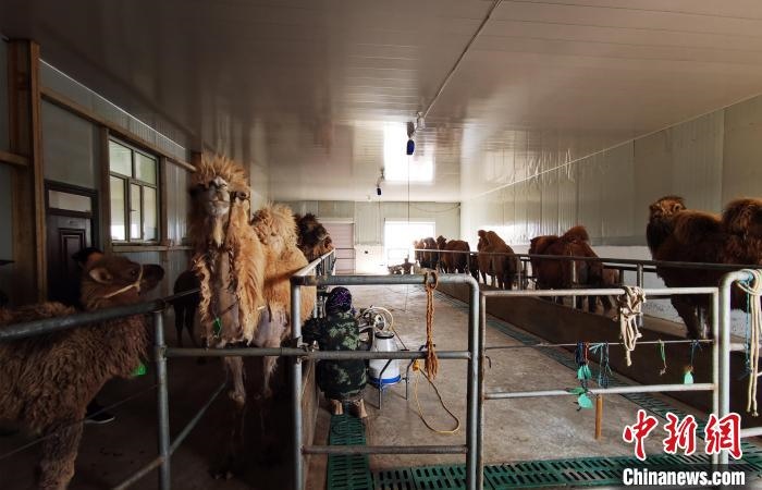 圖為共人正在給駱駝擠奶?！⊥蹰L(zhǎng)梅 攝