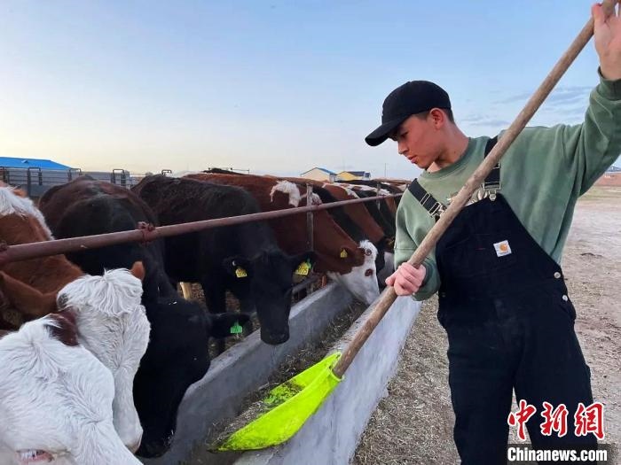 圖為敖木希勒在喂牛?！“侥鞠＠展﹫D