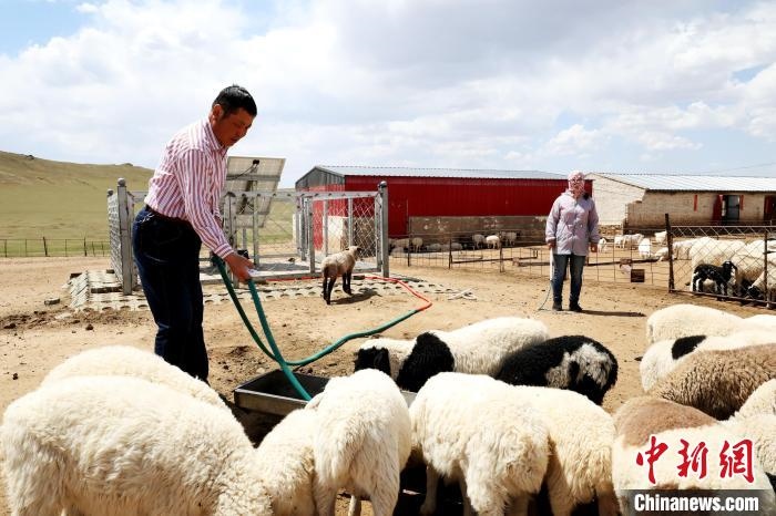 圖為圖門達(dá)來在喂羊。　張署雁 攝