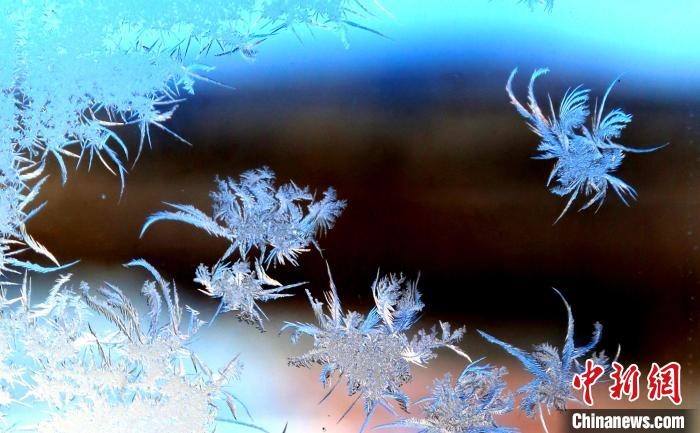 玉樹瓊枝盈滿窗?！O書程 攝