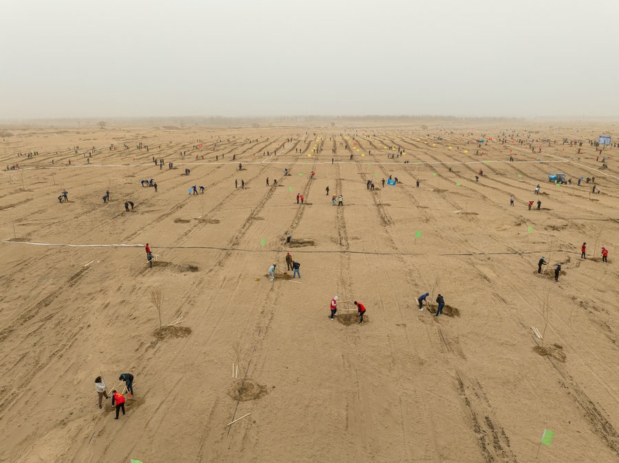 在高力板鎮(zhèn)花道卜和沙木嘎嘎查治理區(qū)，廣大干部群眾手植新綠，播種希望 （攝影：包寶音德力格爾）.JPG