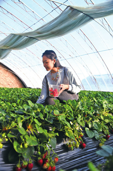 1739930556447315.jpg 草莓2.jpg