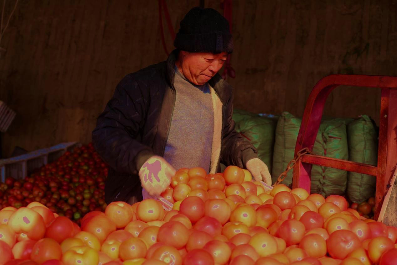 1762782567115755.jpg 番茄3.jpg