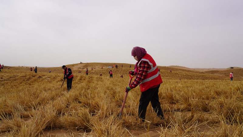 阿拉善治沙人員將一束束稻草扎進沙海穩(wěn)固流沙png.png