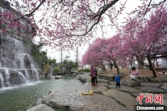 2月23日，市民在乾藝梅園景區(qū)觀賞綻放的梅花。陳興輝 攝