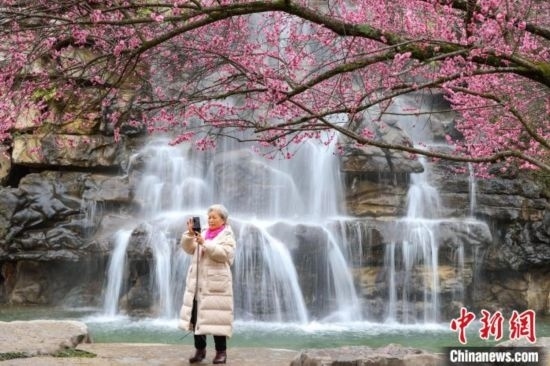 2月23日，市民在乾藝梅園景區(qū)拍攝綻放的梅花。瞿宏倫 攝