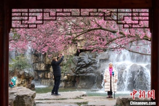 2月23日，市民在乾藝梅園景區(qū)觀賞拍攝綻放的梅花。瞿宏倫 攝