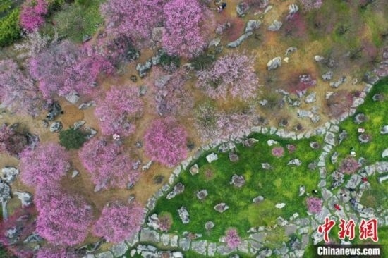 2月23日，航拍乾藝梅園景區(qū)綻放的梅花。瞿宏倫 攝