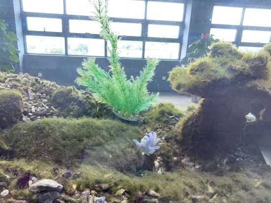 圖為寶鋼湛江鋼鐵水控中心，觀賞海魚在鋼渣漁礁里游動