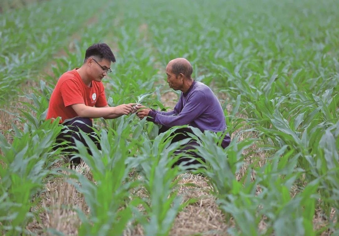 △科技小院的學(xué)生在給村民講解玉米種植知識。
