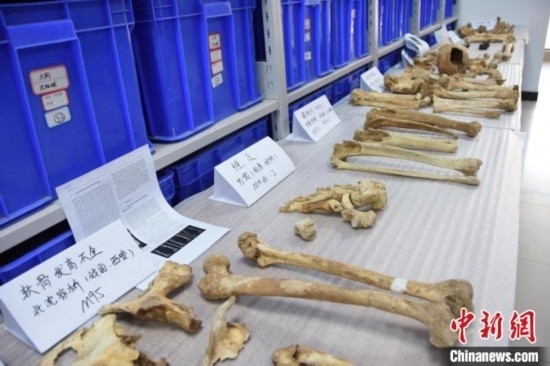 圖為已清理完畢的骨骼標(biāo)本。王宇 攝