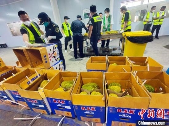圖為海關(guān)關(guān)員對進(jìn)口榴蓮進(jìn)行查驗。黃艷梅 攝