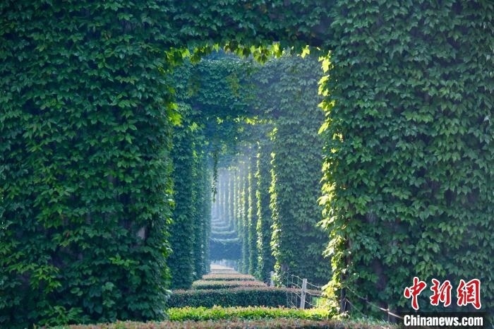 成都二環(huán)高架橋墩被植被爬滿，形成“綠野仙蹤”景觀?！埨?攝