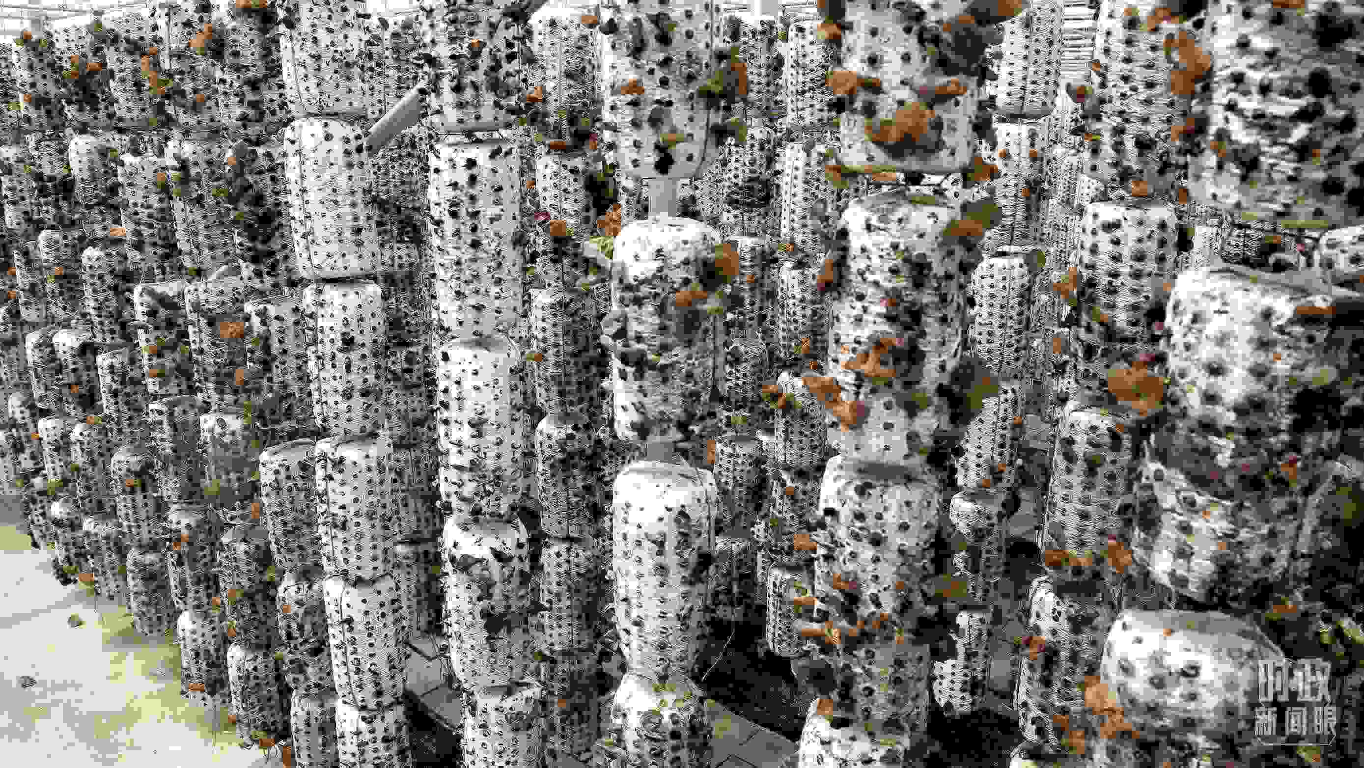 △金米村的小木耳、大產(chǎn)業(yè)。（圖／視覺中國(guó)）