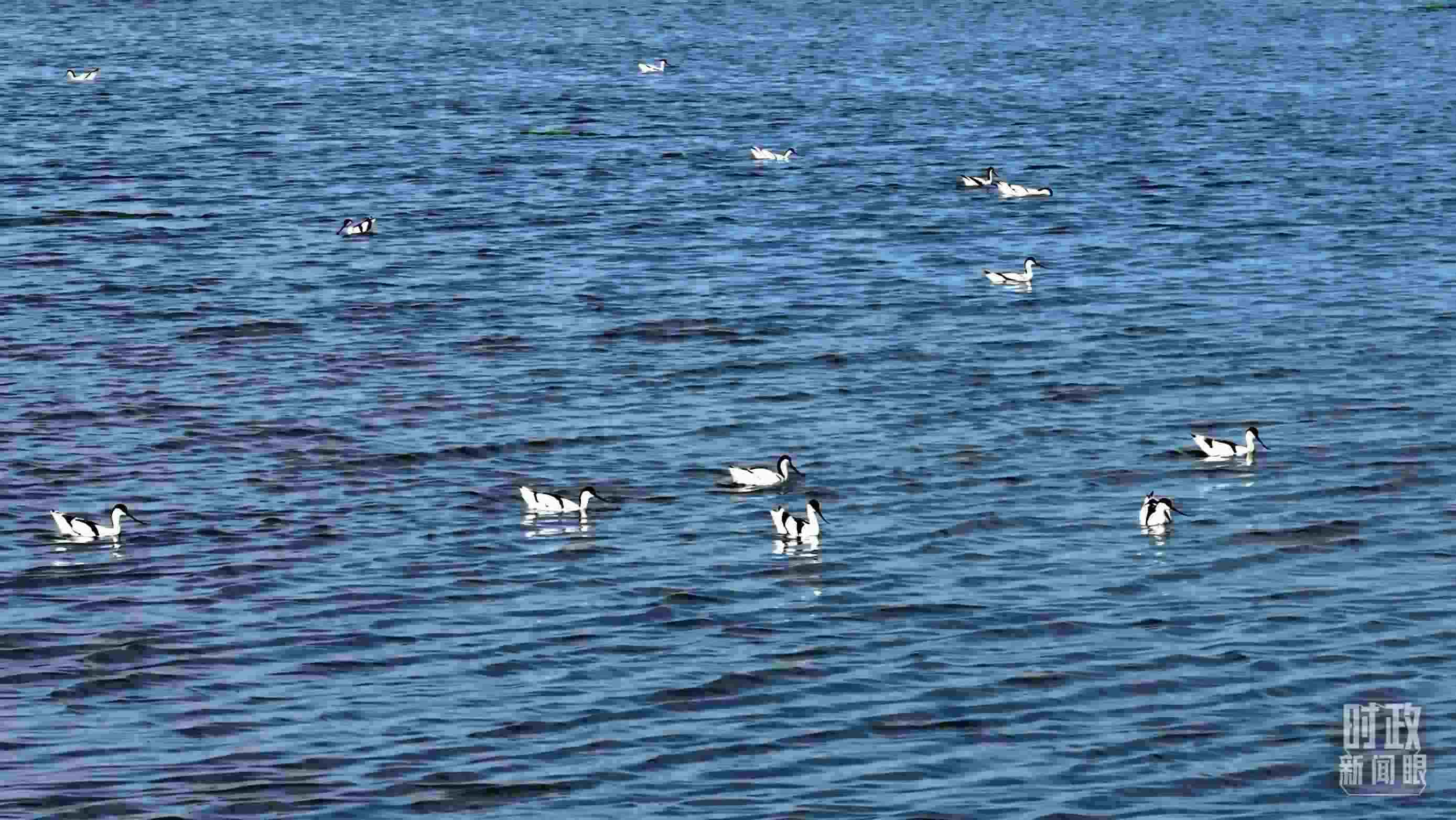 △鹽湖棲息的鳥類。（總臺(tái)記者裴大偉、康曉宇拍攝）