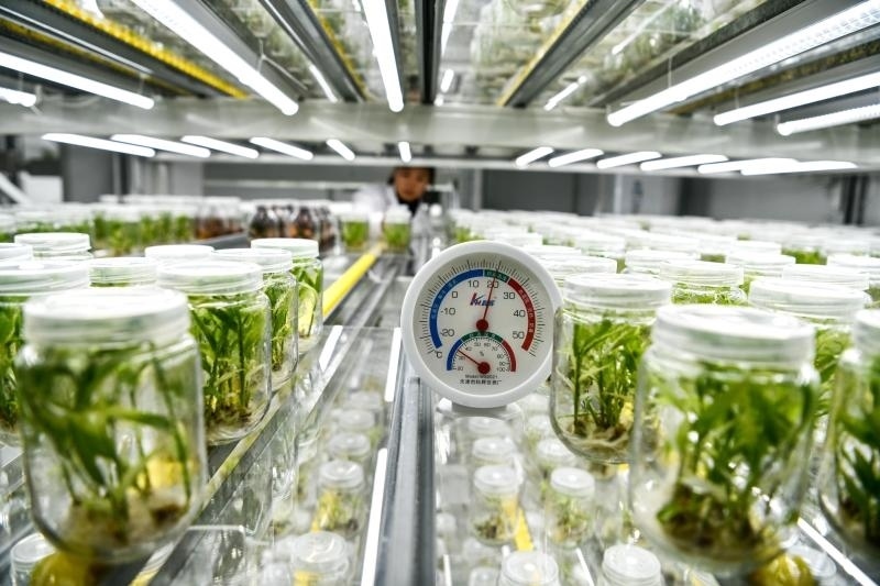 工作人員在貴陽(yáng)市開(kāi)陽(yáng)縣南江蔬菜良種繁育中心的組培中心查看姜苗生長(zhǎng)情況（2023年5月23日攝）。新華社記者 楊文斌 攝