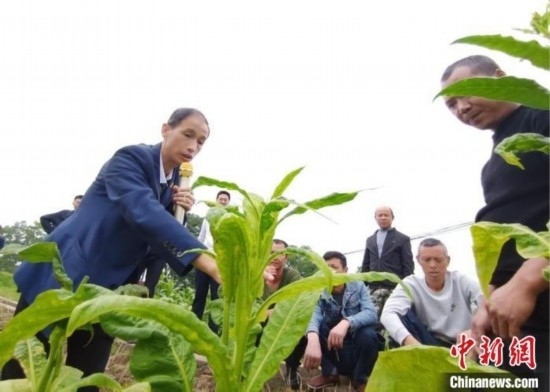 “鄉(xiāng)村學(xué)堂”田間現(xiàn)場教學(xué)。(資料圖) 唐濤華 攝