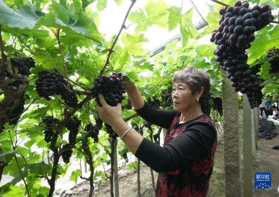 5月26日，唐山市海港經(jīng)濟開發(fā)區(qū)王灘鎮(zhèn)趙灘村農(nóng)民在大棚內(nèi)采摘葡萄。