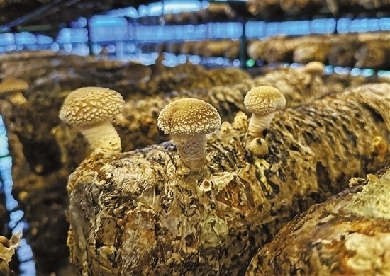 龍游數(shù)智大棚種植的花菇。 記者 祝梅 攝