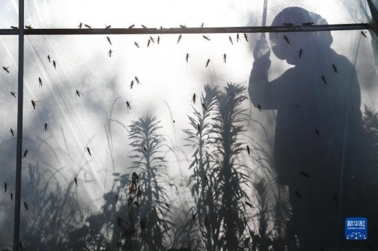 6月21日，山東省樂陵市西段鄉(xiāng)岔河村東亞飛蝗養(yǎng)殖基地的養(yǎng)殖戶在大棚內(nèi)忙碌。新華社記者 范長國 攝