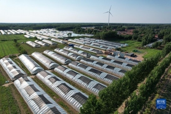 這是6月21日在山東省樂陵市西段鄉(xiāng)岔河村拍攝的東亞飛蝗養(yǎng)殖基地（無人機(jī)照片）。新華社記者 范長國 攝