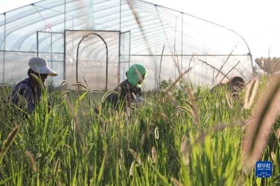 6月21日，山東省樂陵市西段鄉(xiāng)岔河村東亞飛蝗養(yǎng)殖基地的螞蚱養(yǎng)殖戶在割草。新華社記者 范長國 攝