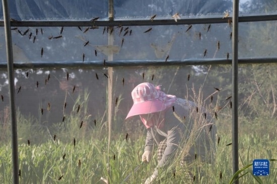 6月21日，山東省樂陵市西段鄉(xiāng)岔河村東亞飛蝗養(yǎng)殖基地的螞蚱養(yǎng)殖戶在割草。新華社記者 范長國 攝