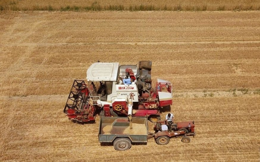 2023年6月14日，在山東省臨邑縣林子鎮(zhèn)，聯(lián)合收割機在收獲小麥。