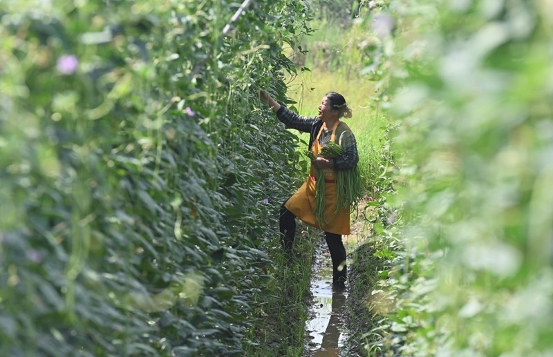 2023年6月15日，在廣西柳州市鹿寨縣中渡鎮(zhèn)石墨村，村民在高標準農田里采收豆角。