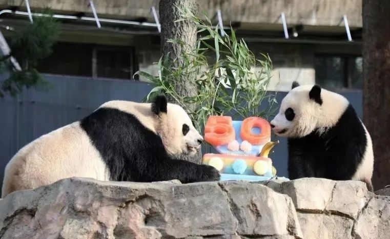 2022年，美國國家動物園舉辦活動慶祝大熊貓抵美50周年，園方為大熊貓“美香”“添添”和“小奇跡”一家三口準(zhǔn)備了有“50”字樣的冰凍水果蛋糕。（圖片來源：雅安市廣播電視臺）