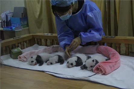 成都大熊貓繁育研究基地成立于1987年，先后攻克了大熊貓人工飼養(yǎng)與管理、繁殖與育幼、疾病防控與種群遺傳管理等關(guān)鍵技術(shù)難題，建成全球最大的大熊貓人工繁育遷地保護(hù)種群，數(shù)量達(dá)230余只。（圖片來源：成都大熊貓繁育研究基地網(wǎng)站）